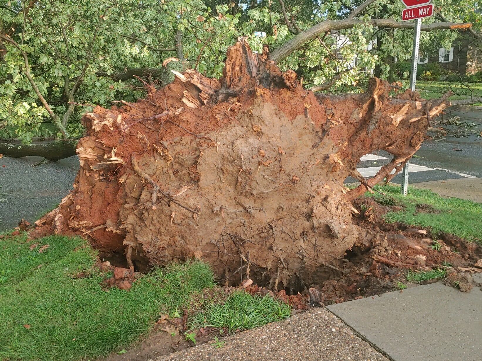 Alapocas tree uprooted 080720
